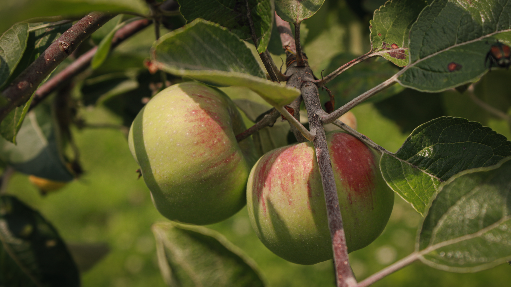 Food & Farm photography